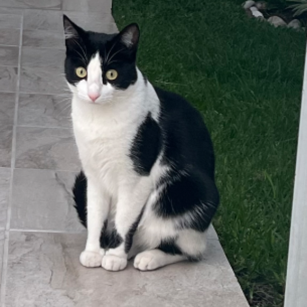 cartel de gato perdido
