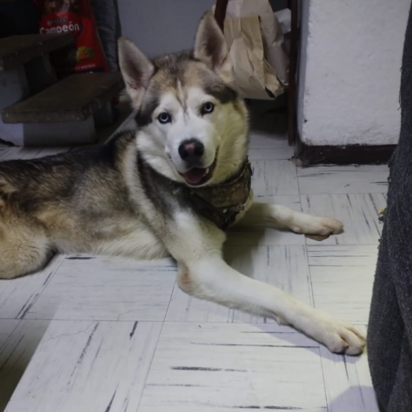 cartel de perro en_adopcion