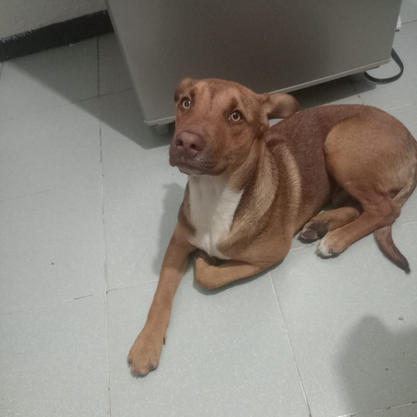 cartel de perro en_adopcion