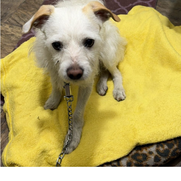 cartel de perro en_adopcion