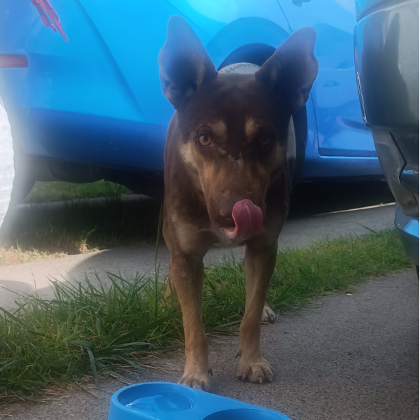 cartel de perro en_adopcion