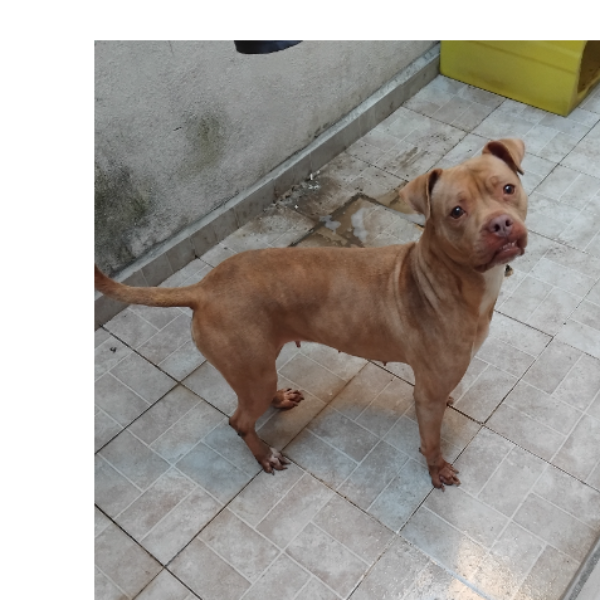 cartel de perro en_adopcion