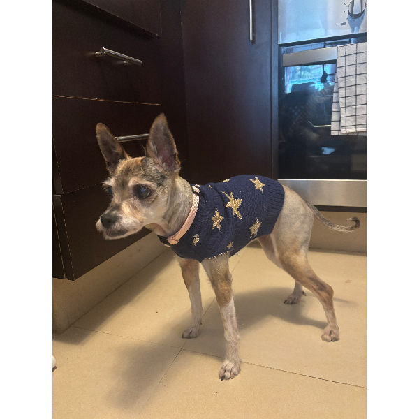 cartel de perro encontrado