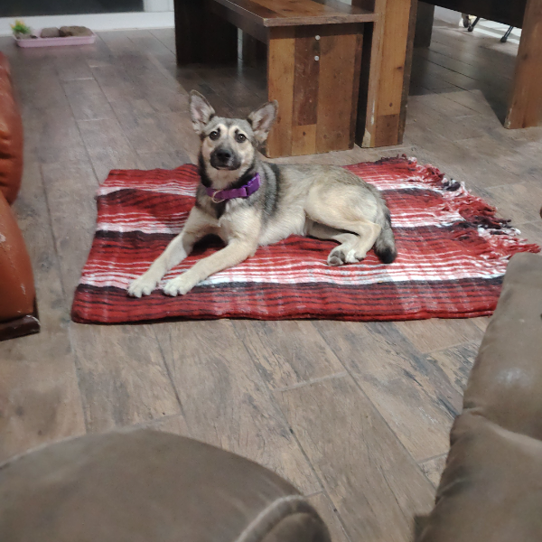 cartel de perro encontrado