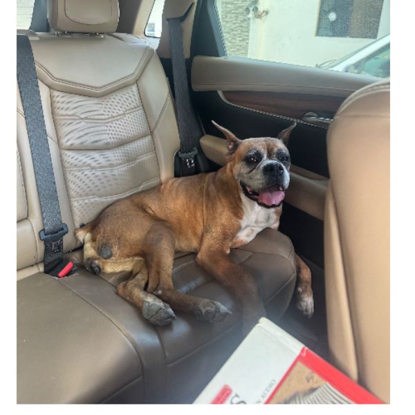 cartel de perro encontrado