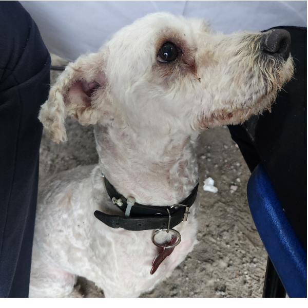 cartel de perro encontrado