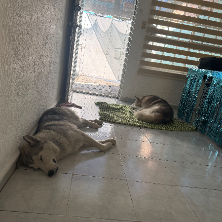 cartel de perro encontrado