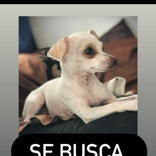 cartel de perro perdido