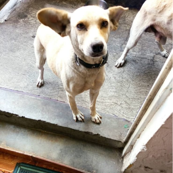 cartel de perro perdido