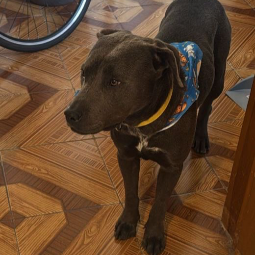 cartel de perro perdido