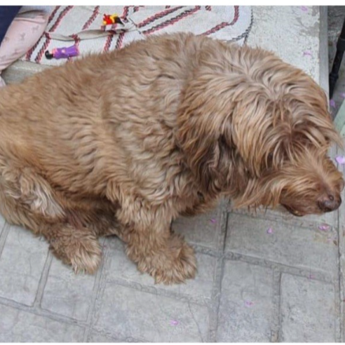 cartel de perro perdido