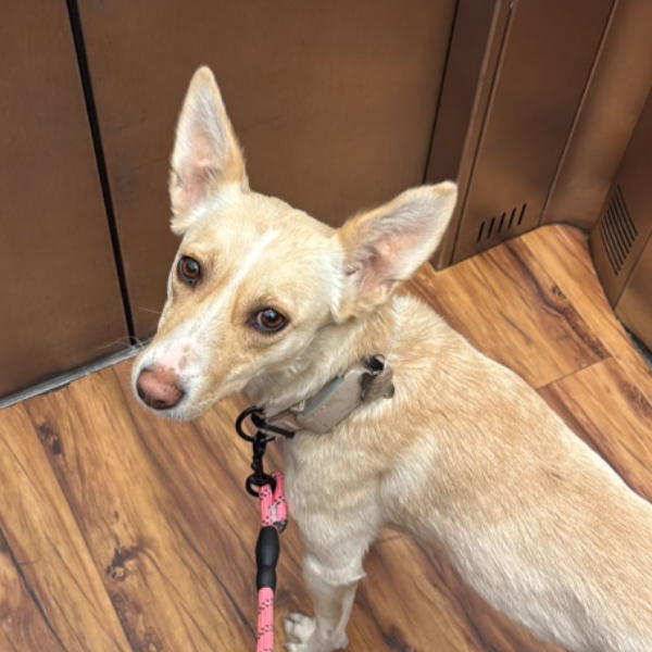 cartel de perro perdido