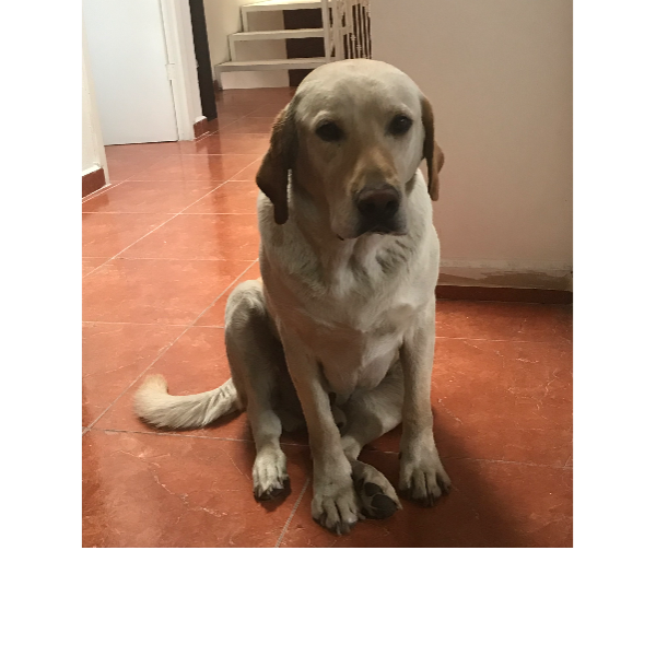 cartel de perro perdido