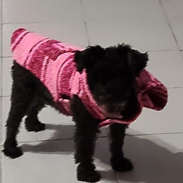 cartel de perro perdido