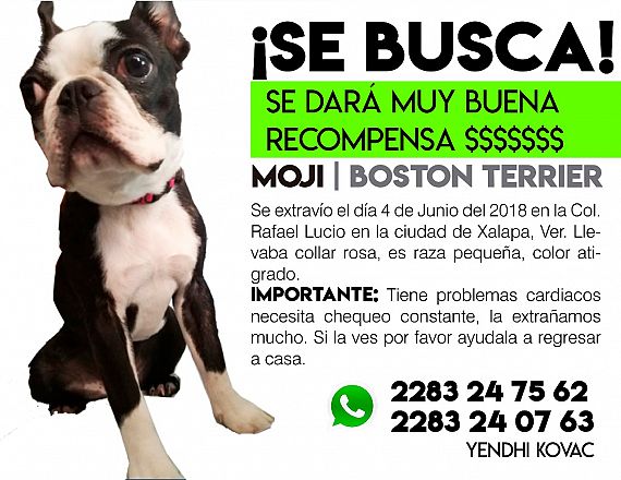 Perro Hembra de raza Boston terrier se perdió en Veracruz, Xalapa