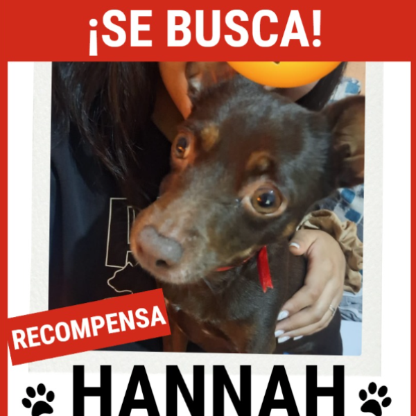 cartel de perro perdido