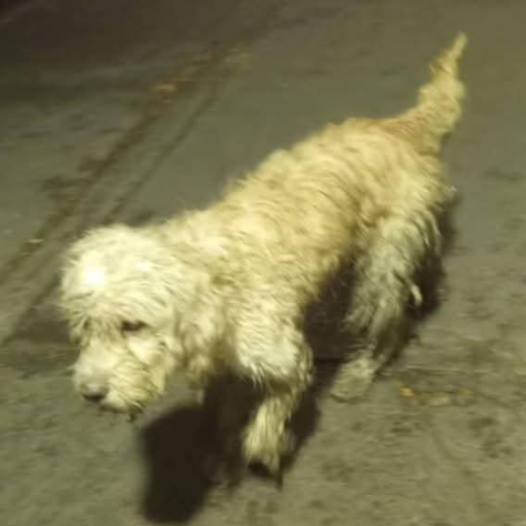 cartel de perro perdido