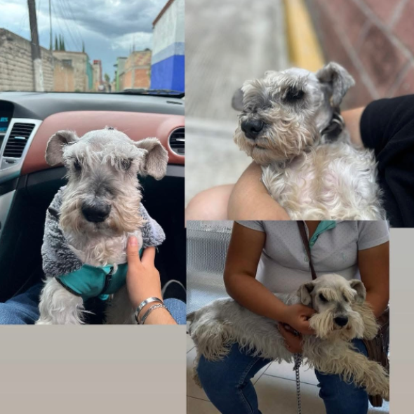 cartel de perro perdido