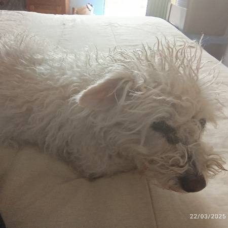 cartel de perro perdido