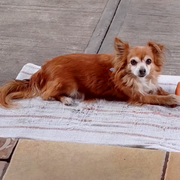 cartel de perro perdido