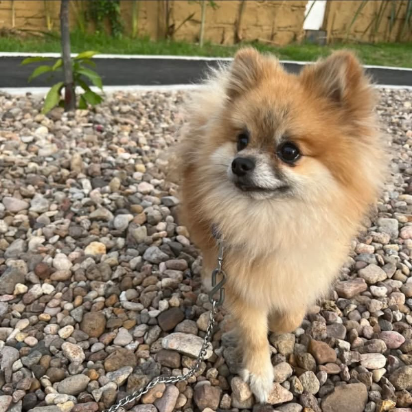 cartel de perro perdido