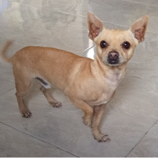 cartel de perro perdido