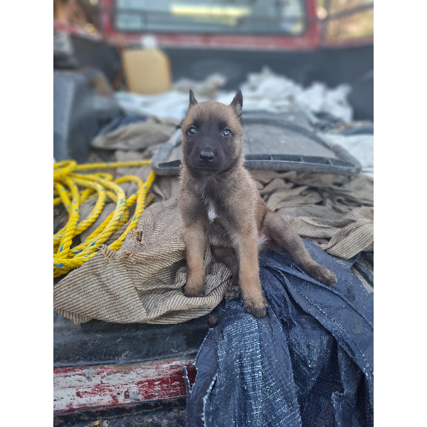 cartel de perro perdido