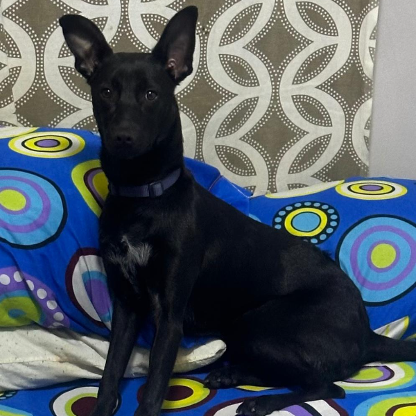 cartel de perro perdido