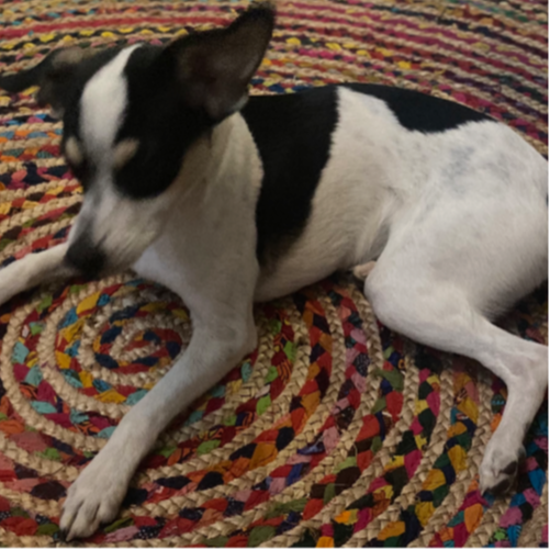 cartel de perro perdido