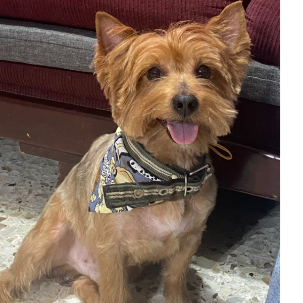 cartel de perro perdido