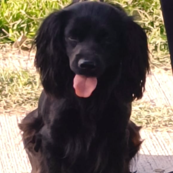 cartel de perro perdido