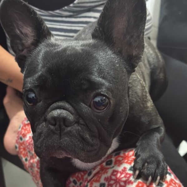 cartel de perro perdido