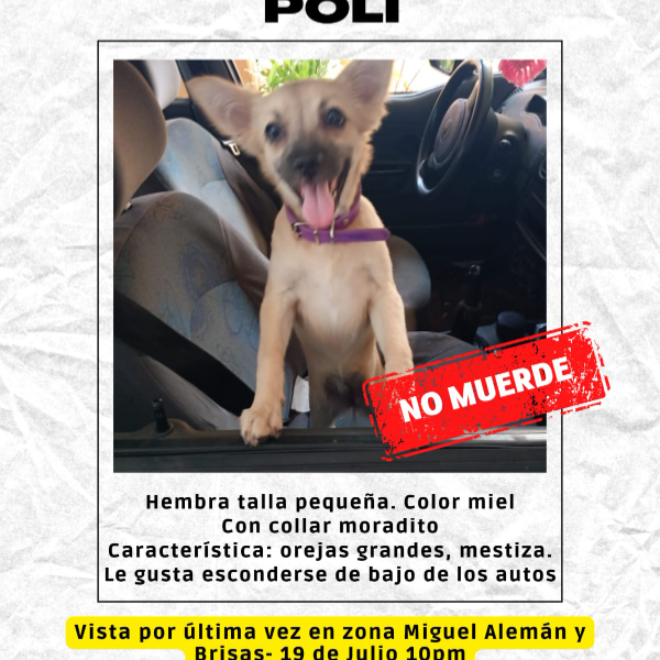 cartel de perro perdido