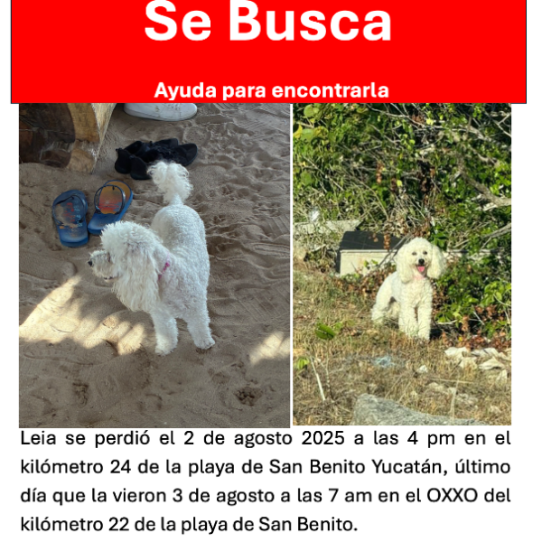 cartel de perro perdido